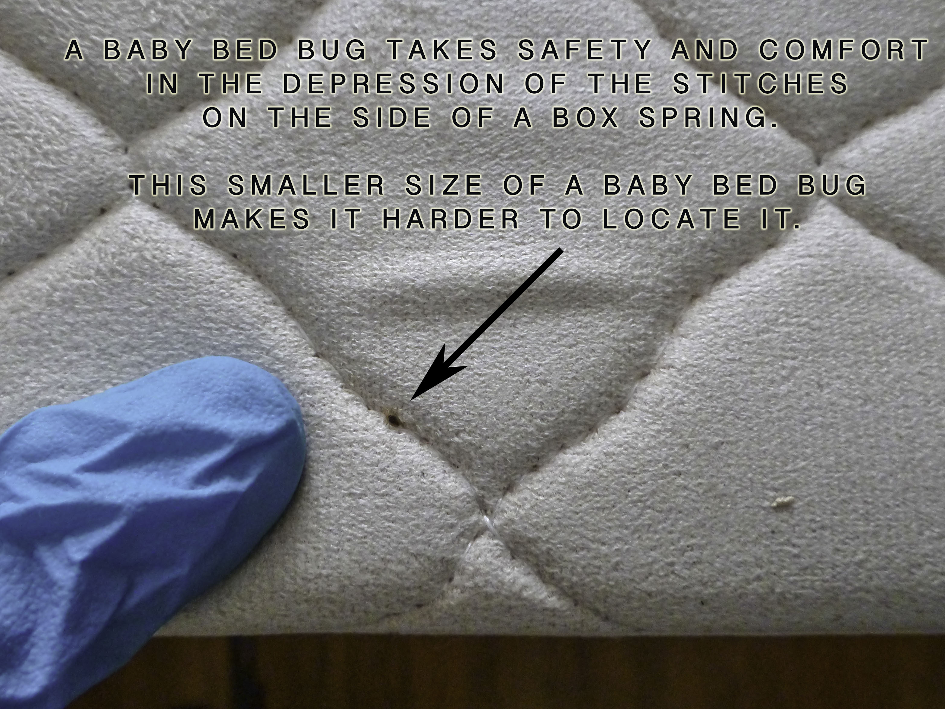 Baby bed bug FEELS SAFE IN the stitching depressions