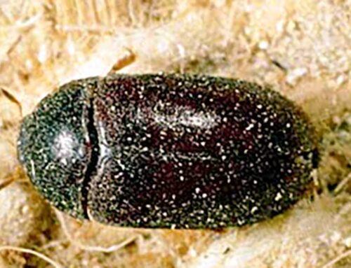 Black Carpet Beetle Extermination and Pest Control in Toronto
