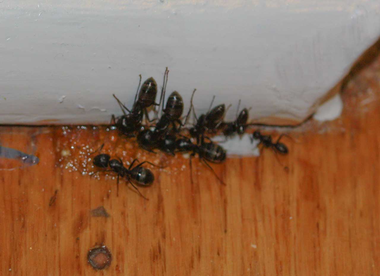Carpenter Ants Feeding on Sugar Bait