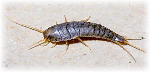 Silverfish and Firebrats Extermination and Pest Control in Toronto