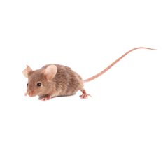 A Mouse / Rat / Rodent